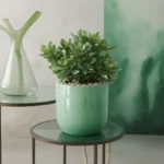 Planta de jade: beneficios reales, cuidados sencillos y cómo integrarla en la decoración 11 Planta de jade: beneficios reales, cuidados sencillos y cómo integrarla en la decoración